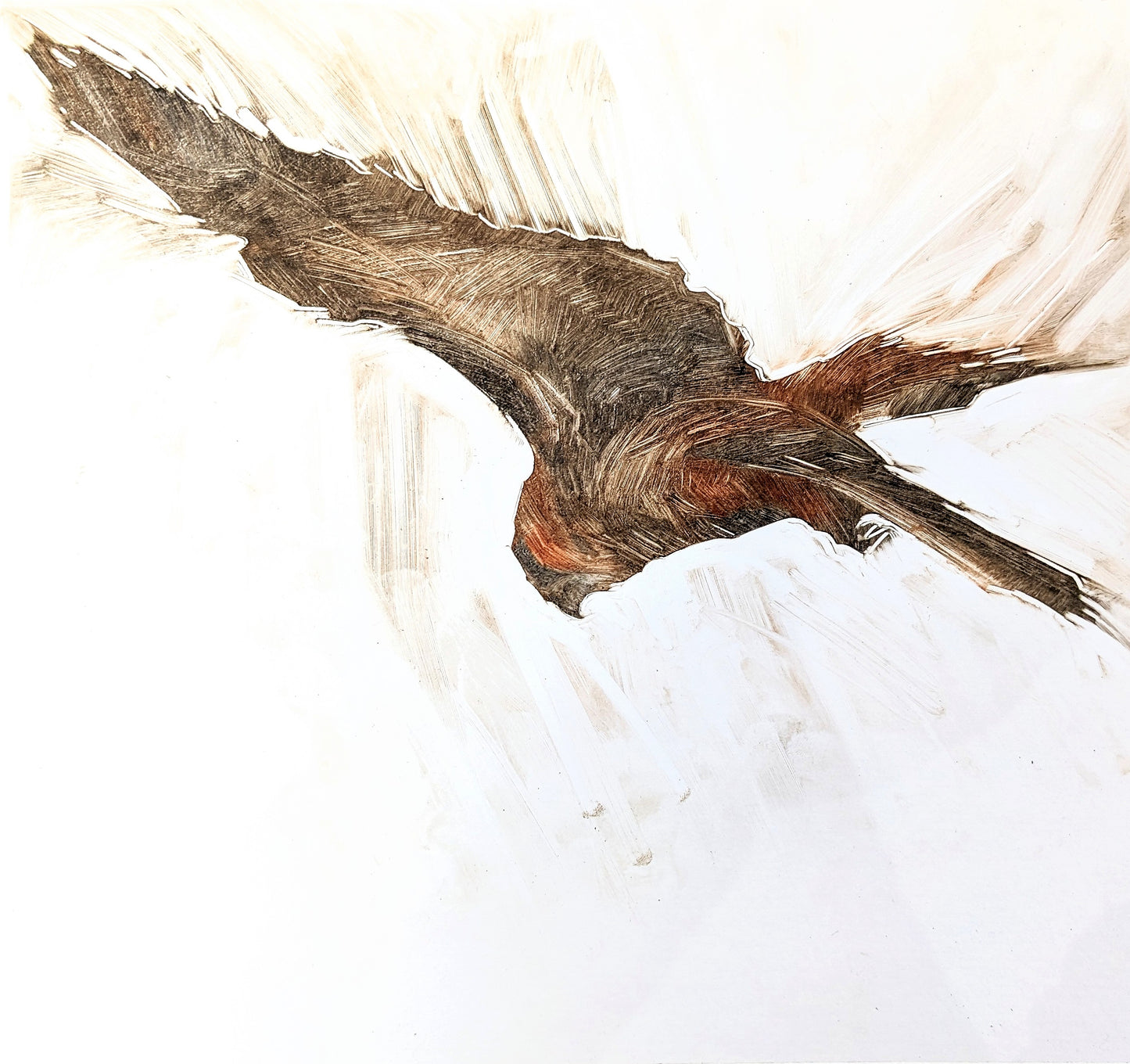 Kestral Hovering