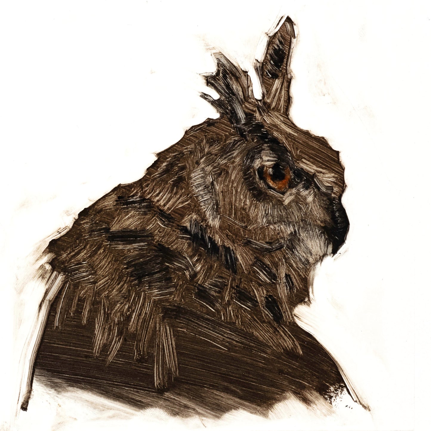 Long-eared Owl