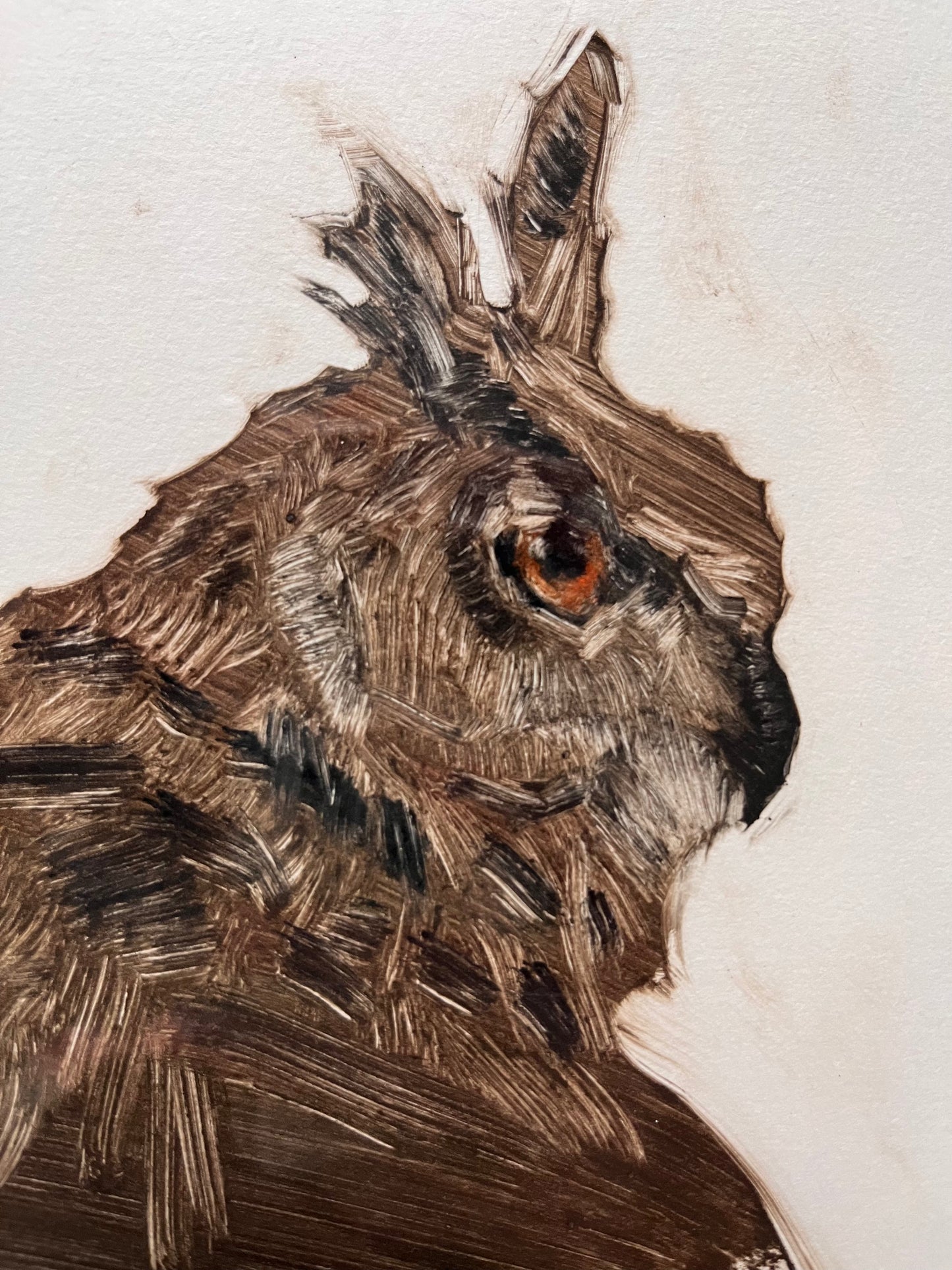 Long-eared Owl