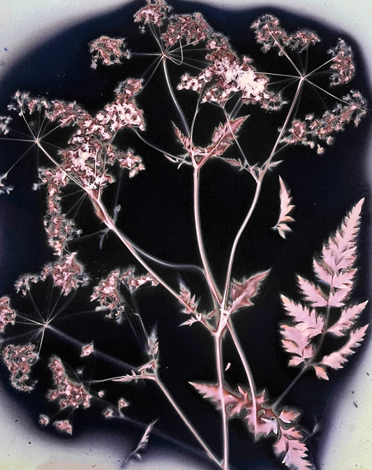 'Cow Parsley'