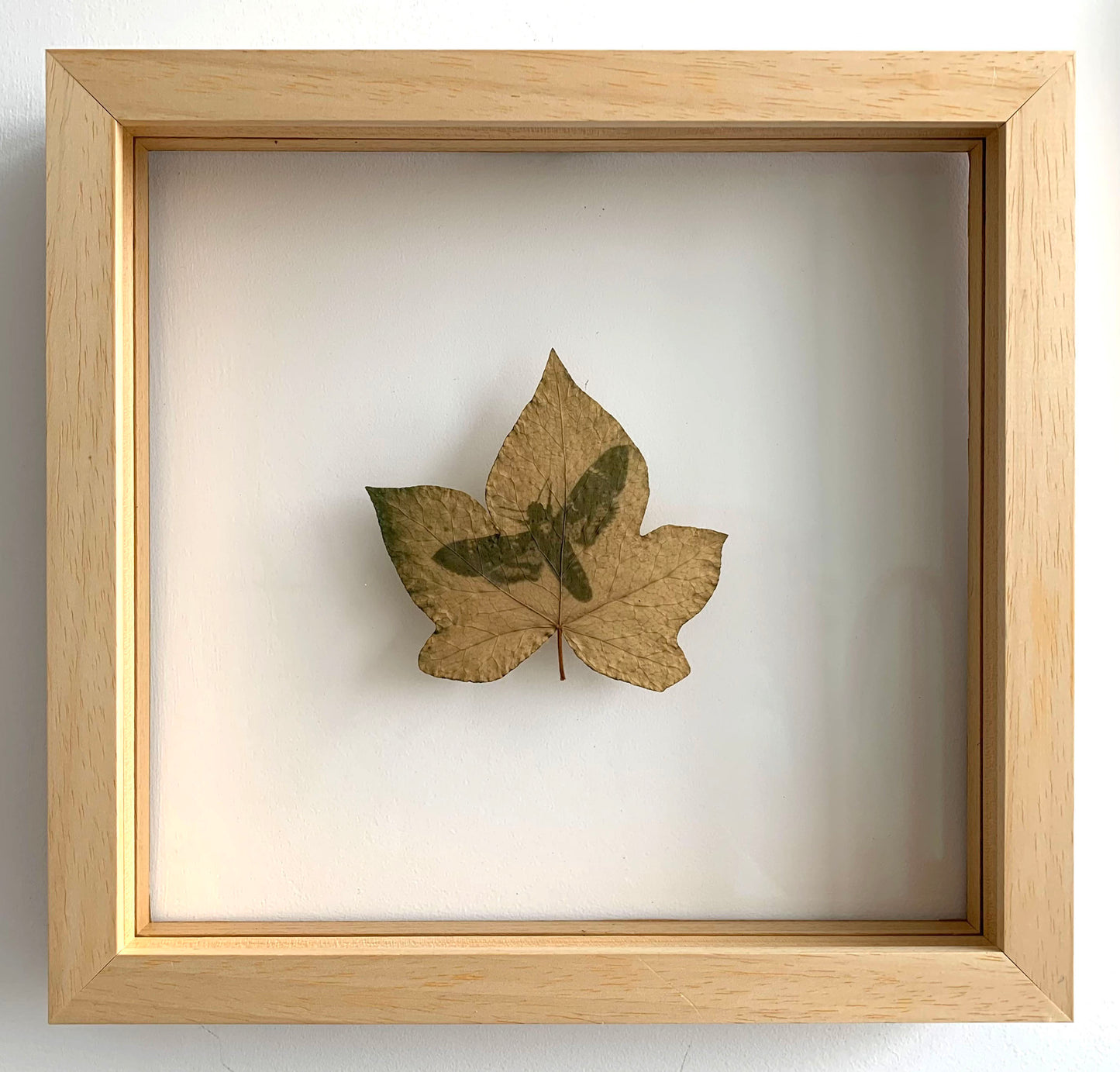 Encapsulated Memory: Death's Head