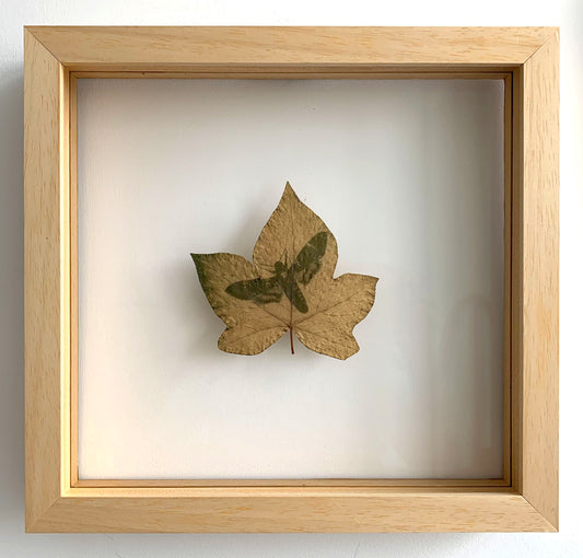 Encapsulated Memory: Death's Head