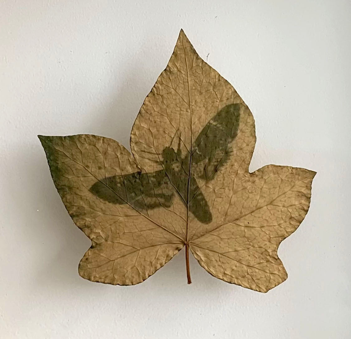 Encapsulated Memory: Death's Head