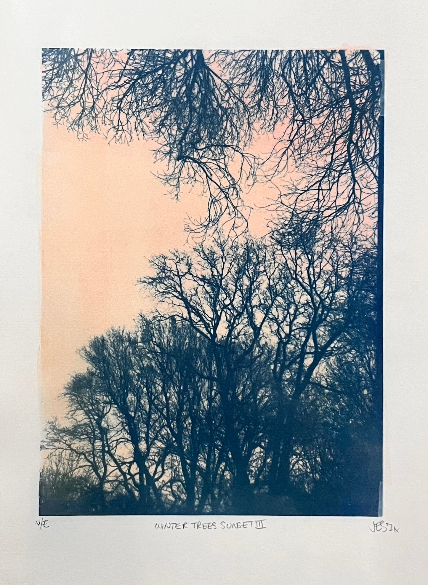 Winter Trees Sunset III