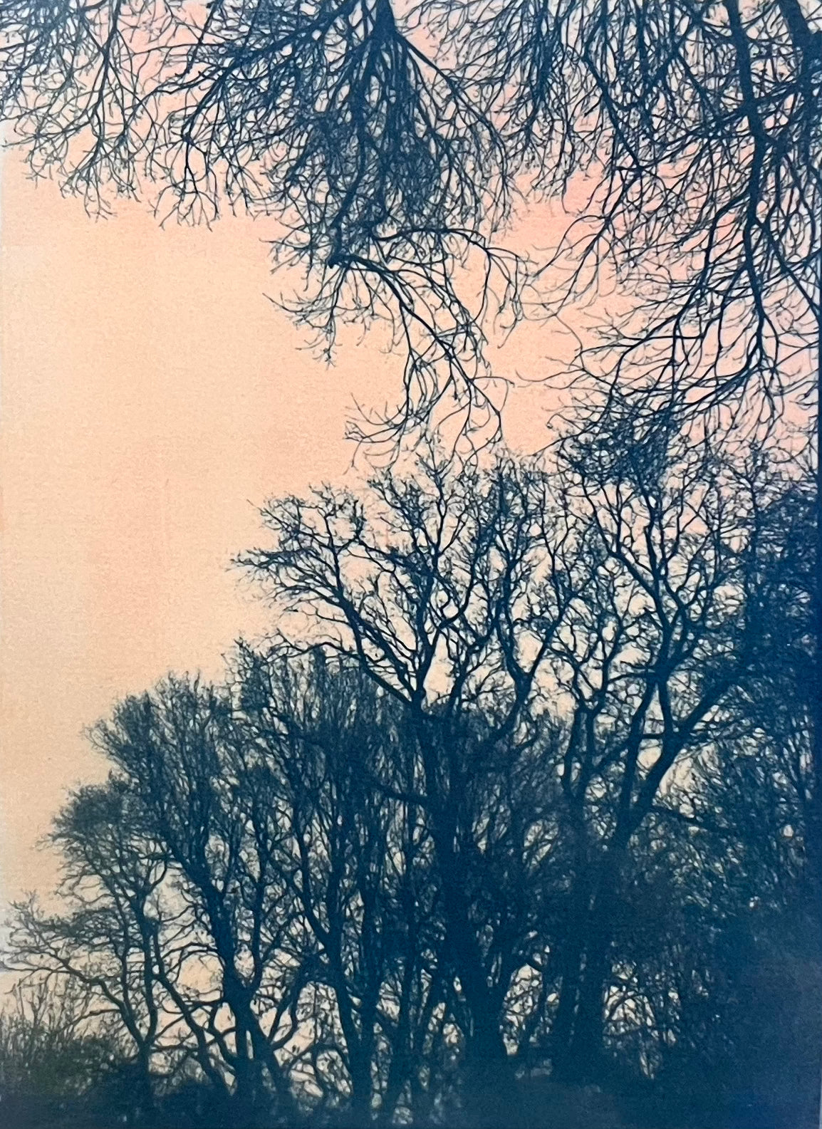 Winter Trees Sunset III