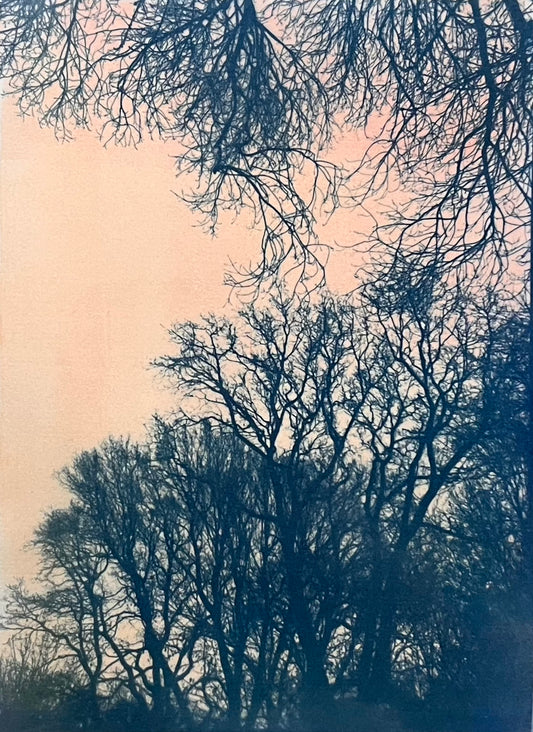 Winter Trees Sunset III