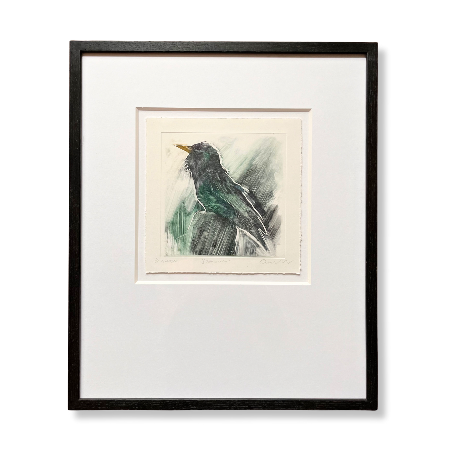 Starling