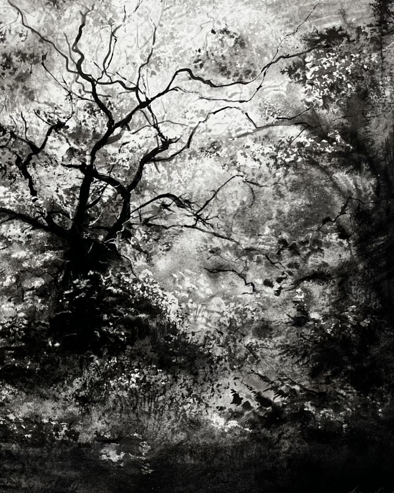 Epping Oak