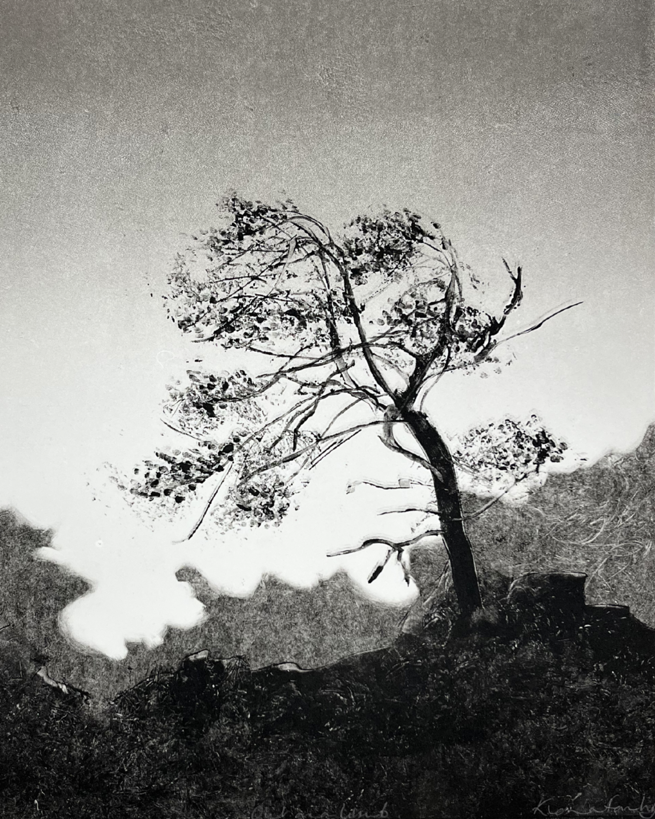 Out on a Limb