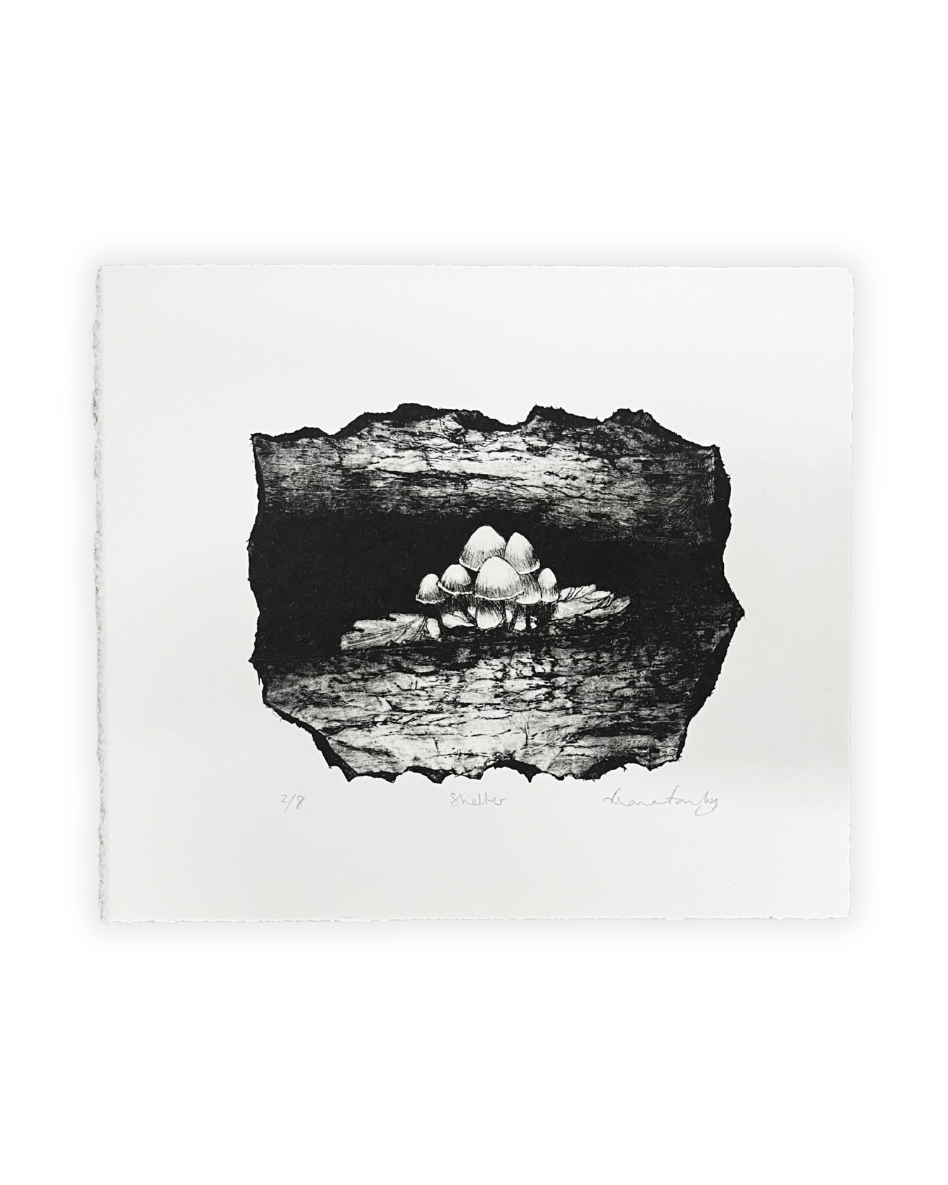 Shelter