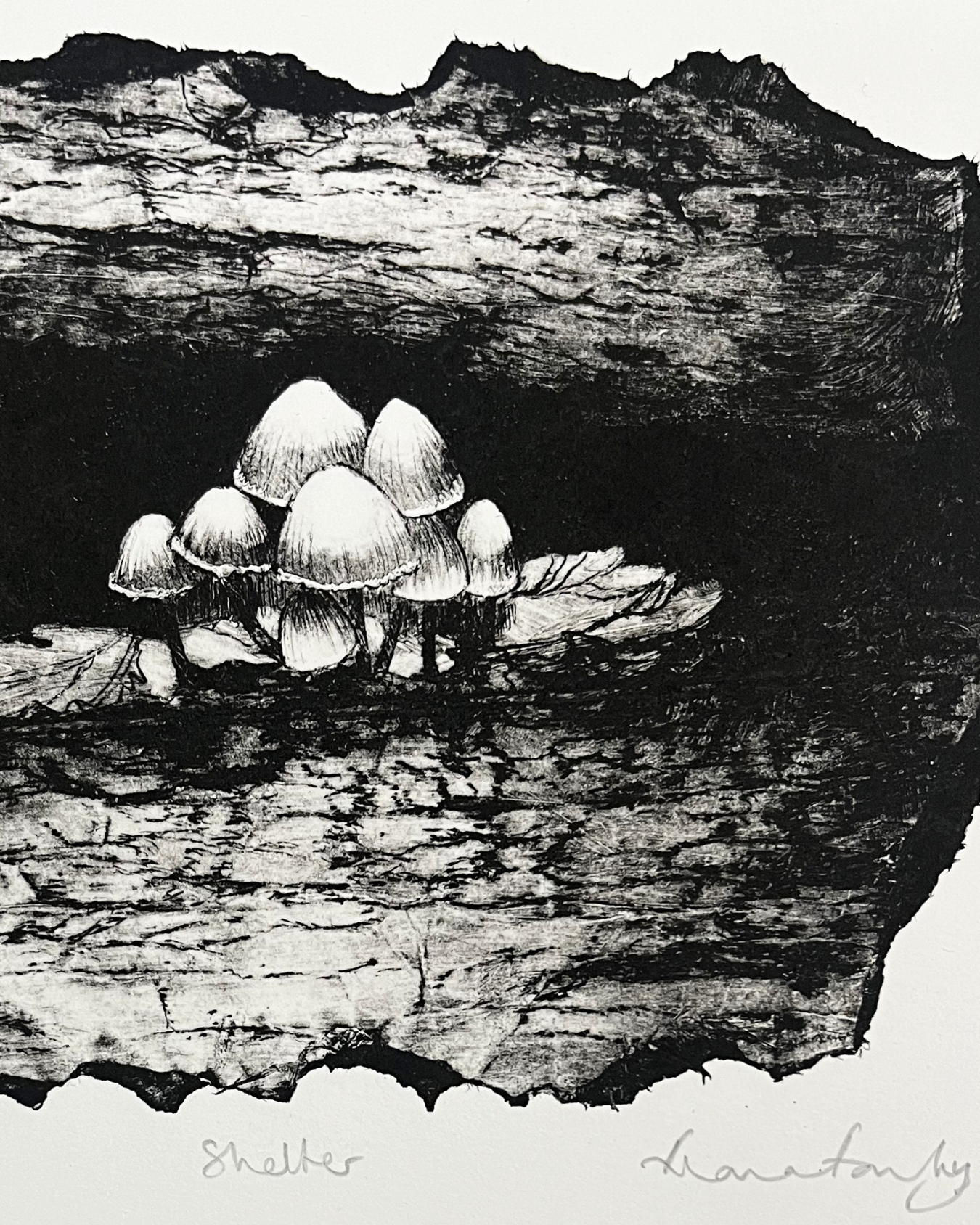 Shelter